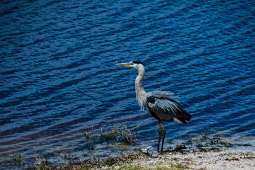 Great Blue Heron