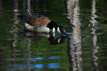 Close up of Canadian Goose Drinking on Lake