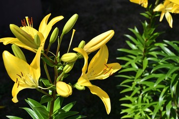Obraz premium Garden Lily yellow