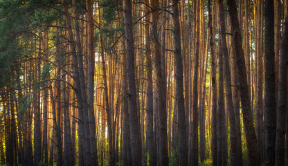 Fototapeta na wymiar evening sun in the pine forest