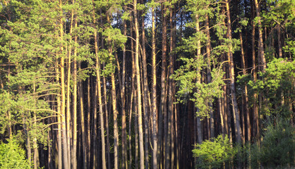 evening sun in the pine forest