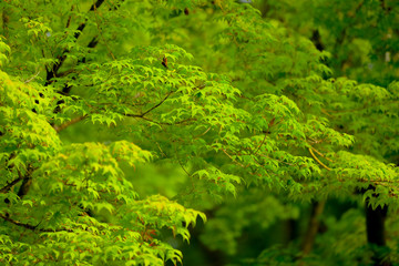 Green maple leaves in the natural park for natural background