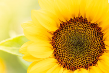 Golden sunflowers natural background. Sunflower oil improves skin health and promote cell regeneration.