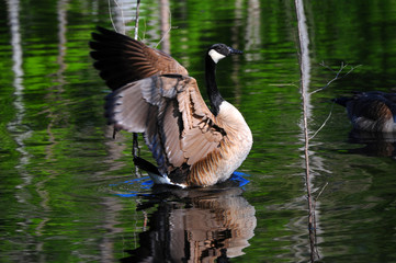 Arising from the Water