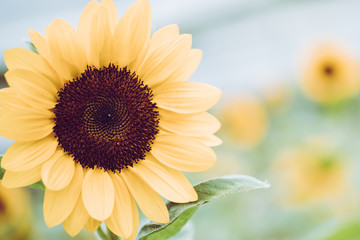 Obraz premium Golden sunflowers natural background. Sunflower oil improves skin health and promote cell regeneration.