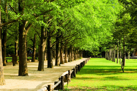 walkway and green tree tunnel , nami island, South Korea or Republic of Korea