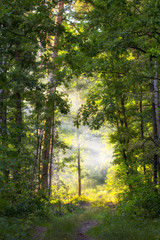 Mountain forest with coniferous and deciduous trees, early spring.