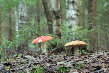 Fly agaric, Amanita muscaria and bolete in mixed natural forest