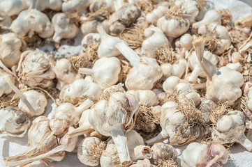 Garlic bulbs drying in the sun.