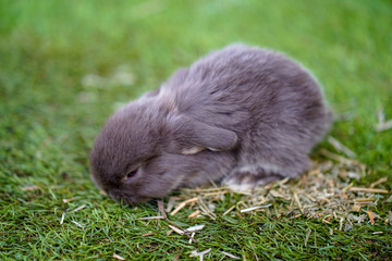 cute little rabbits