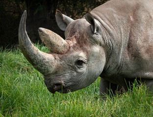 Fototapeta premium Czarny nosorożec