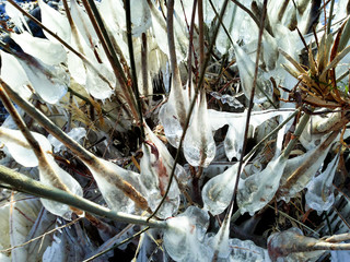 Beautiful winter ice abstract background. Drops of water frozen on branches of trees in form of ice after flood. Fantastic landscape. Rare natural phenomenon. Copy space