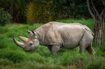 Wall murals Rhino Black rhinoceros
