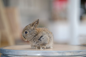 cute little rabbits