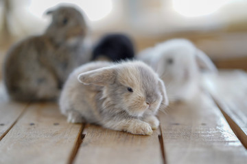 cute little rabbits