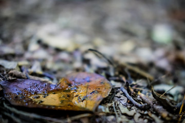 Heart Shaped Autumn Leaf