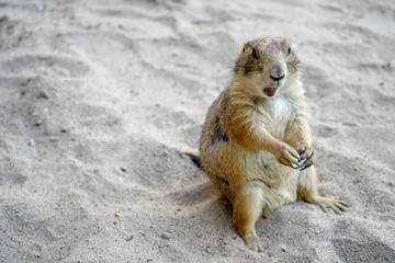 Prairie Dog on sand in thailand
