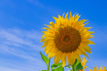 山梨県北杜市明野のひまわり畑