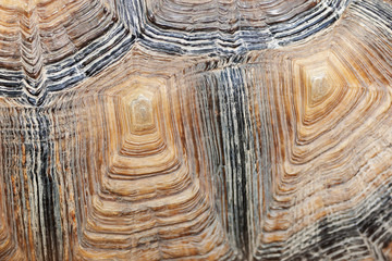 turtle shell detail