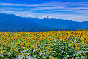 山梨県北杜市明野のひまわり畑