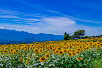 山梨県北杜市明野のひまわり畑