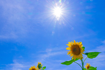 Fototapeta premium 山梨県北杜市明野のひまわり畑