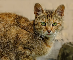 A cat living in the city in the basement of a multistory residential building.