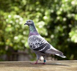 check feather pattern of homing speed racing pigeon on loft roof
