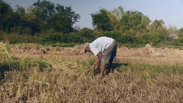 old farmer harvesting rice crops using a sickle