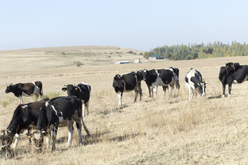 Naklejka na ściany i meble cows on pasture