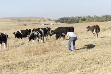 a man takes pictures of cows in pasture