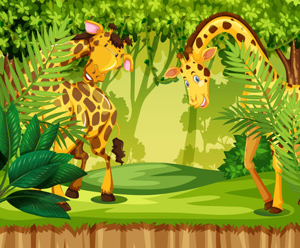 Giraffe in the jungle