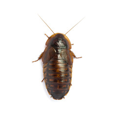 Cockroachs or Blaptica dubia (Blattodea) on a white background