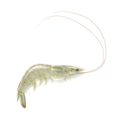 Fresh banana shrimp isolated on white background, Fenneropenaeus merguiensis  (Penaeus merguiensis) 