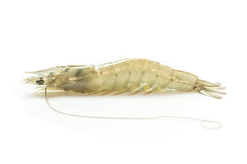 Fresh banana shrimp isolated on white background, Fenneropenaeus merguiensis  (Penaeus merguiensis) 