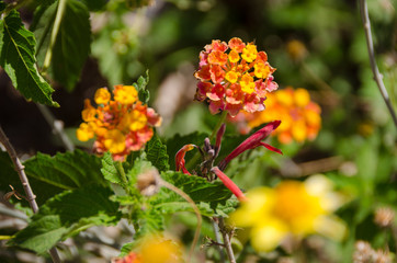 Lantana