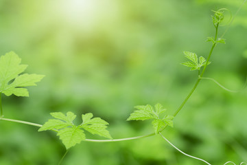 Green leaves and bright in sunlight