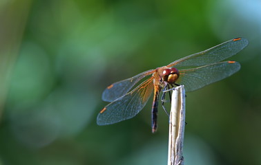 dragonfly in a natural environment