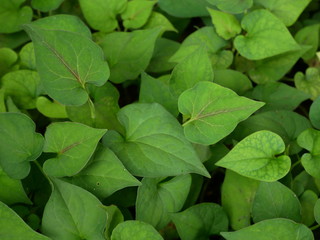 green leaf in nature background,plant