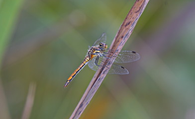 dragonfly in a natural environment
