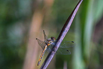 dragonfly in a natural environment