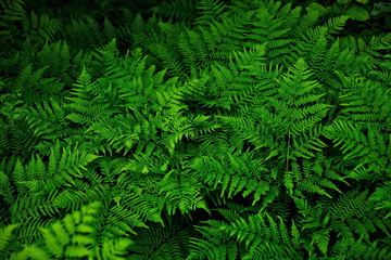 Fern plant. Green nature wealth