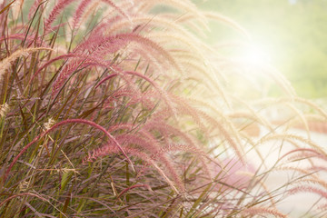 Flowers grass with a warm light in the morning
