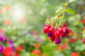 Fuchsia hybrids in the garden