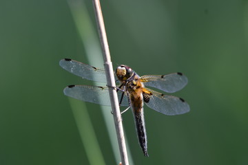Dragonfly in a natural environment
