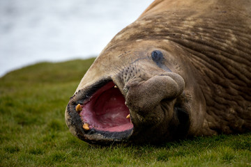 seal sitting on a rock