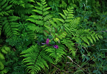 Fern plant. Green nature wealth
