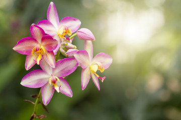 Orchid petals,Orchids blooming in the garden