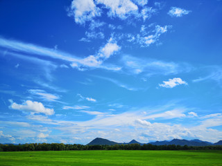 Beautiful green paddy field and blue sky, Nature background.