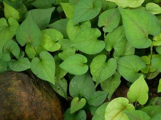 green leaves of plants
